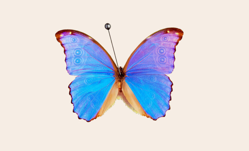 Matteo Cassese 3 Iridescent blue butterfly specimen with orange accents and eyespot patterns on wings.