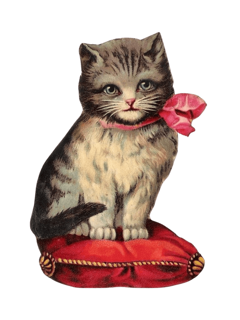 Let's get in touch 1 Adorable gray and white kitten sitting on red velvet pillow with pink ribbon.