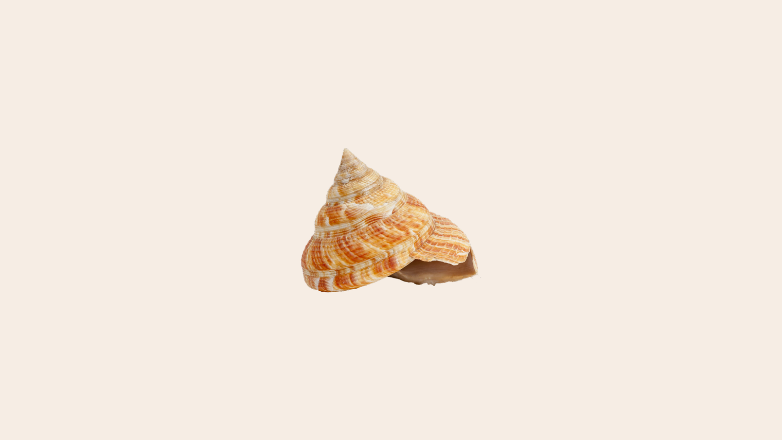 A small spiral seashell, centered on a wide flat sand background